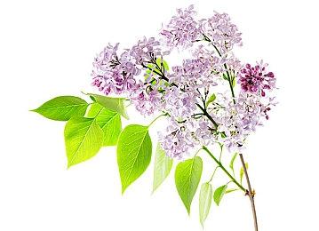 《电锯甜心：重制版》战斗系统将获得优化调整